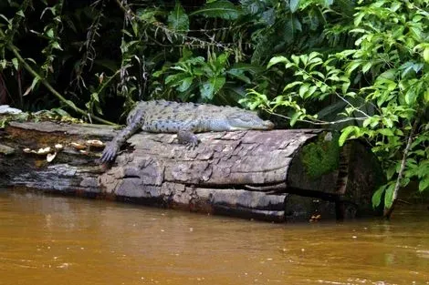 Crocodile