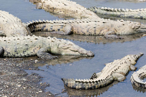 Crocodiles