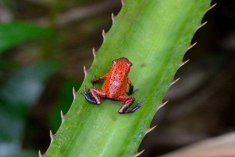 Grenouille