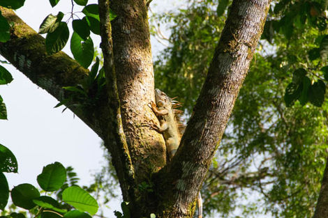 Iguane