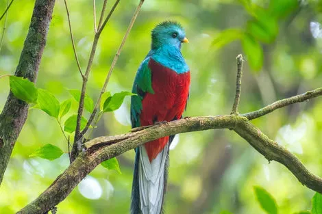 Monteverde