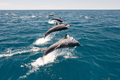 Observation dauphins