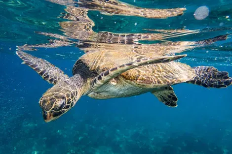 Tortue de mer