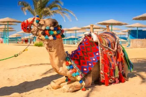 Combiné circuit et hôtel Le Caire & Hurghada le_caire Egypte