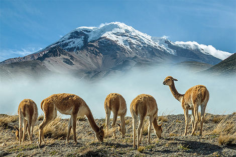 Chimborazo