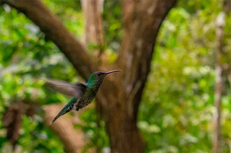 Oiseau - Parc National Gamboa