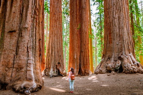 Sequoia national park