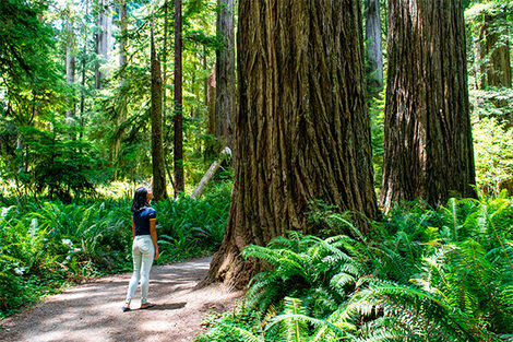 Jedediah Smith Redwoods State Park