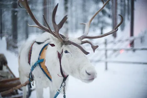 Circuit Splendeurs de la Laponie Finlandaise kittila Finlande