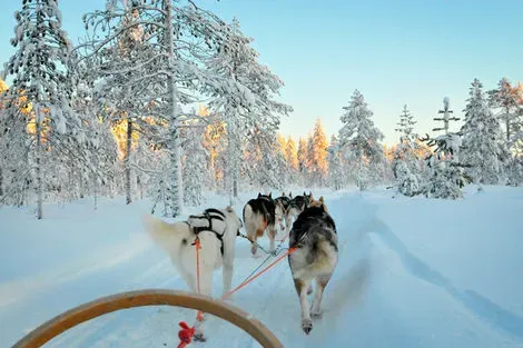 Chien de traineaux