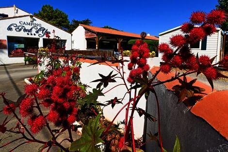 Camping Le Pont D'yeu la_barredemonts France