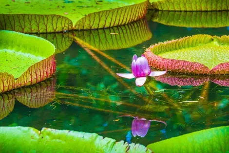 Ile Maurice (Jardin botanique de Pamplemousses)