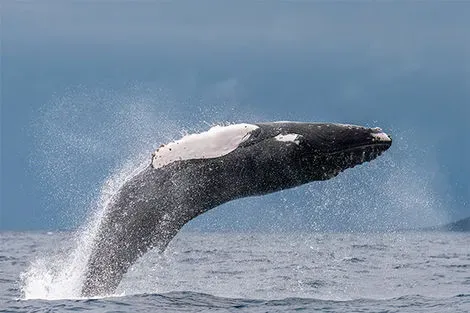 Observation des baleines