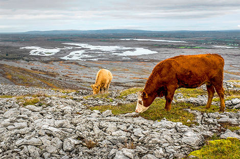 Burren National Park