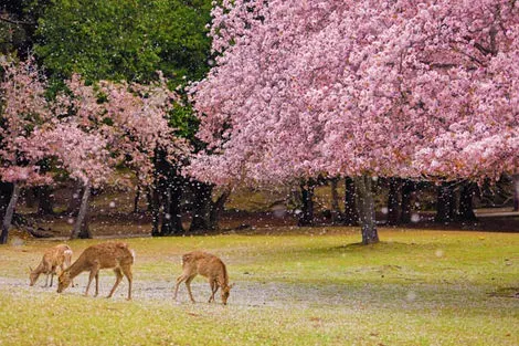 Nara