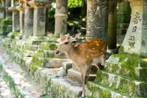 Nara