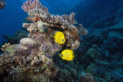 Fonds sous-marins mer Rouge