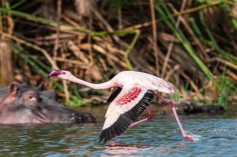 flamant rose