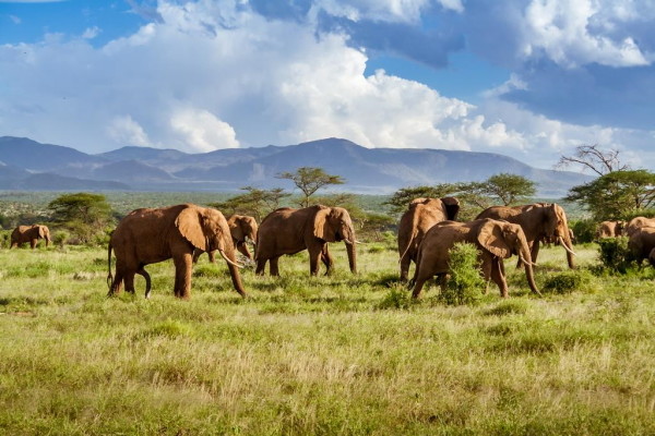Kenya : Hôtel Pinewood Beach Resort & Spa 4* sup + Safari 2 nuits