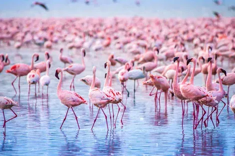 flamants roses