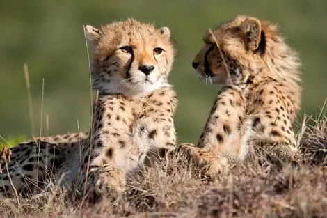 Combiné circuit et hôtel Safari Masai Mara (6 nuits) + extension au Neptune Paradise Beach Resort & Spa ukunda Kenya