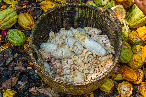 Plantation de cacao