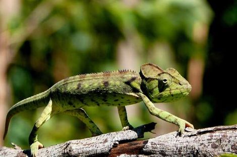 Caméléon à la montagne d'Ambre