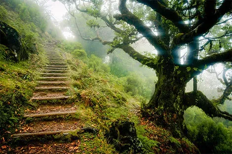 Levada Laurissilva - Fanal