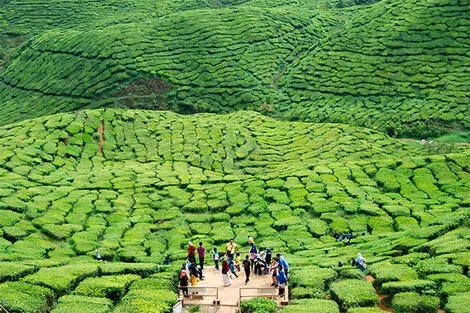 Plantations de thé - Cameron Highlands