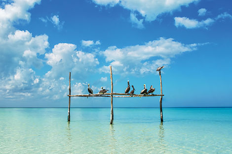 Pelicans