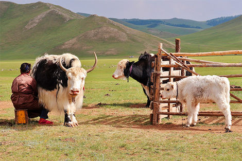 élevage de yaks