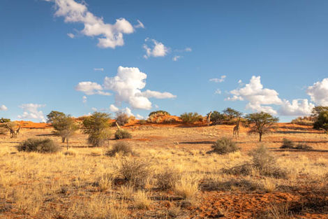 Faune désert de Kalahari