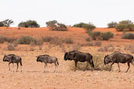 Mariental et désert de Kalahari