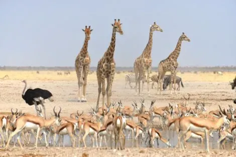 Circuit Du Désert du Namib aux Chutes Victoria windhoek Namibie