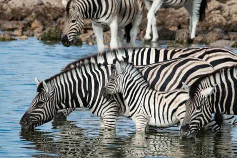 Parc National Etosha