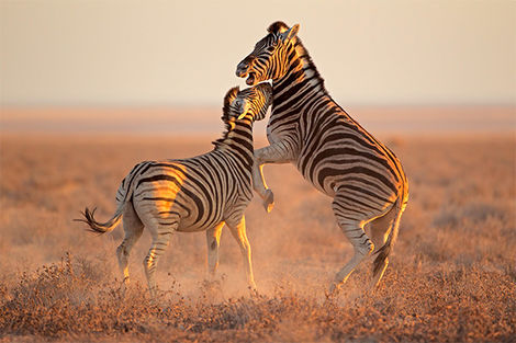 Parc National Etosha