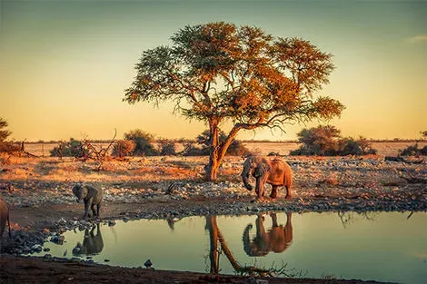 Parc National Etosha