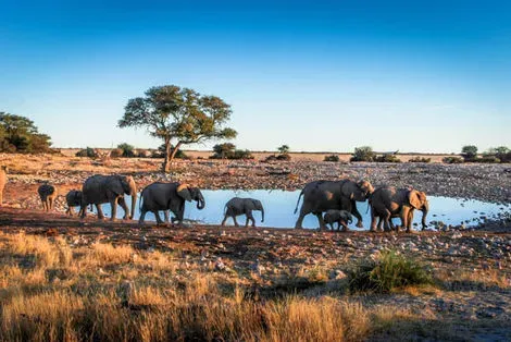 Parc National Etosha