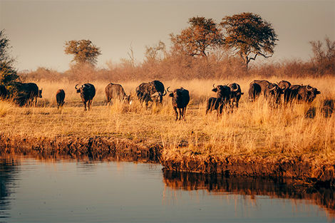 Rivière Kwando - région Caprivi