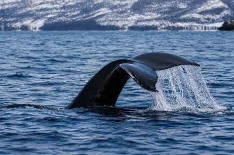 Circuit Aventure arctique en Laponie Norvégienne tromso Norvege