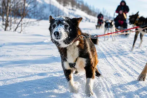 Chiens traineaux