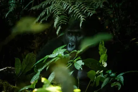 Circuit Au coeur des forêts de brume : l'Ouganda des primates entebbe Ouganda