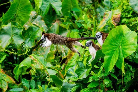 Parc National Gamboa