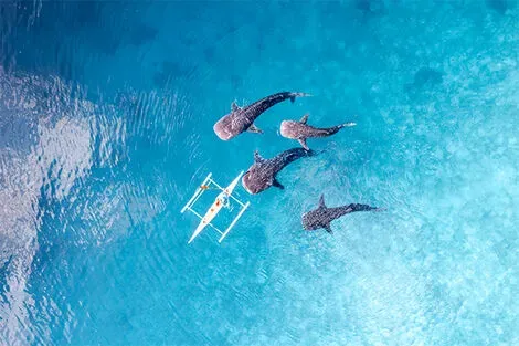 Baleine requin, Oslob