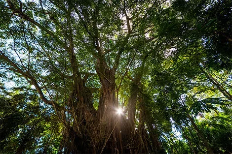 Balete Tree in Siquijor