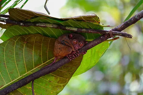 tarsier bohol