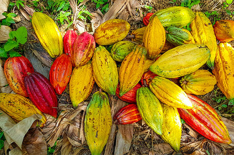 Plantation de cacao