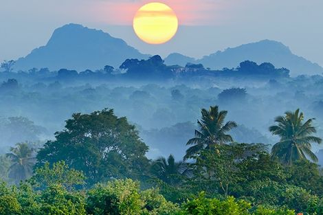Forêt Sri-Lanka