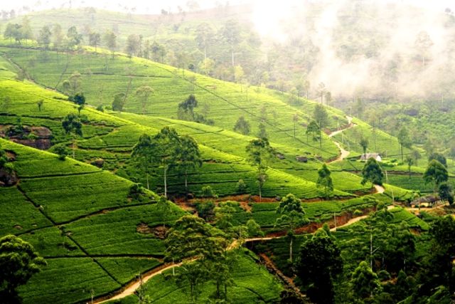 Sri Lanka : Circuit Sri Lanka Authentique - Sans Vol