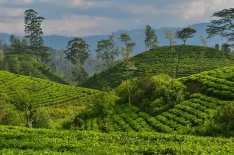 Circuit Merveilles du Sri Lanka 3* en Privatif 2025 colombo Sri Lanka